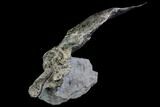 D, Devonian Armored Fish (Rhinopteraspis) - Germany #113040-2